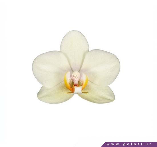 سفارش گل ارکیده فالانوپسیس کنکان - Phalaenopsis Orchid | گل آف